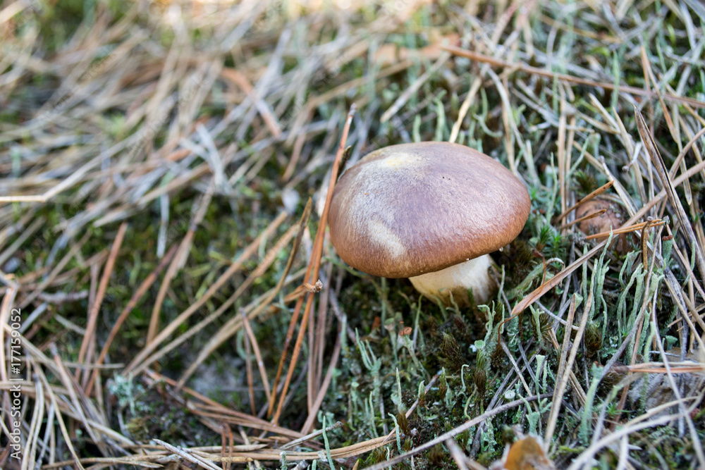 Forest mushroom in green moss and pine mulch. Forest mushroom in green moss and pine mulch.