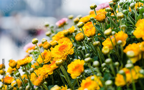 Blumen1810a