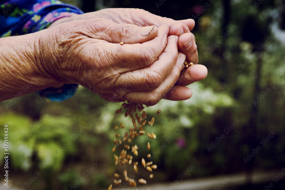 Old granny's hands sow wheat close-up
