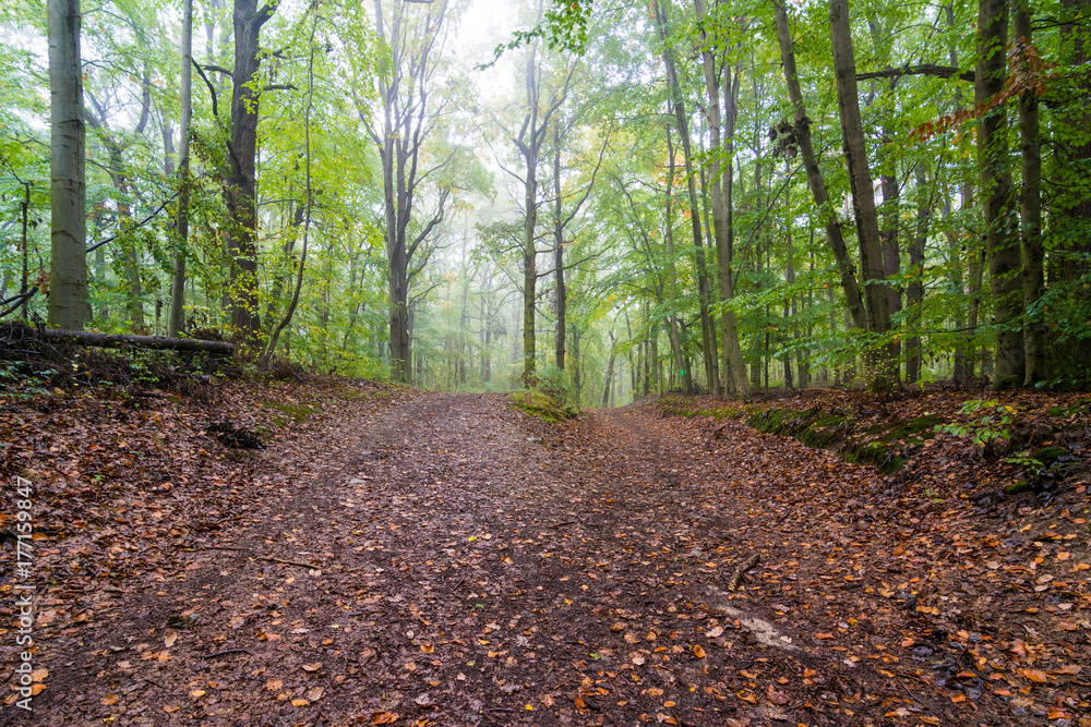Fototapeta premium Nebel in einem Wald an einem Tag im Herbst