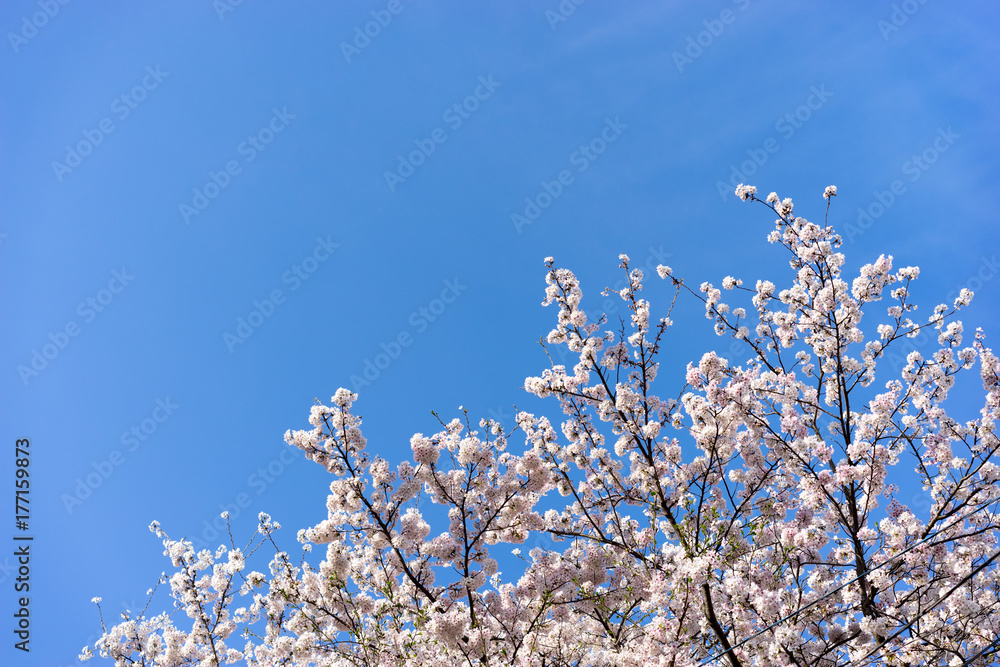 満開の桜の花と青空