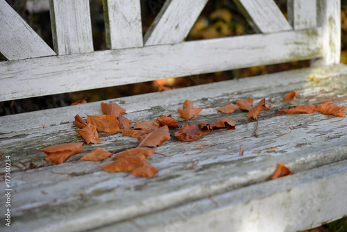 buntes Buchenlaub auf einer alten weißen Holzbank im Garten photo