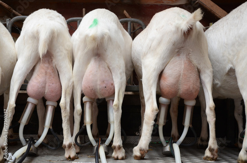 Canvas Print Back view of white goats being milked in a mechanised milking parlour