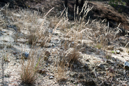 Dry grass in the semi-desert in the wind.
