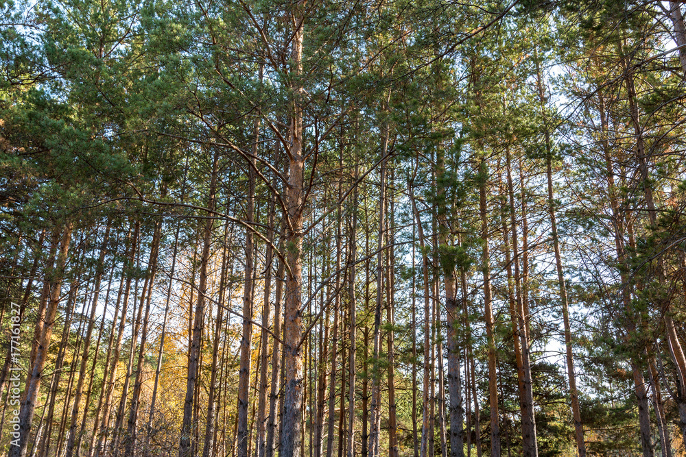 Fototapeta premium dense pine forest
