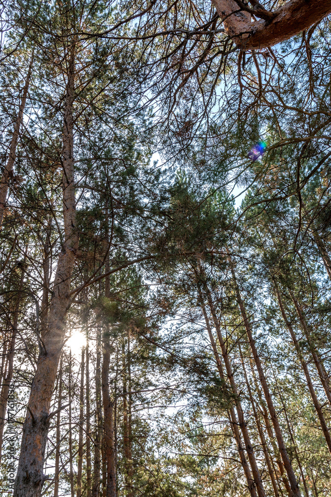 Fototapeta premium rays of the sun shine through a dense pine forest