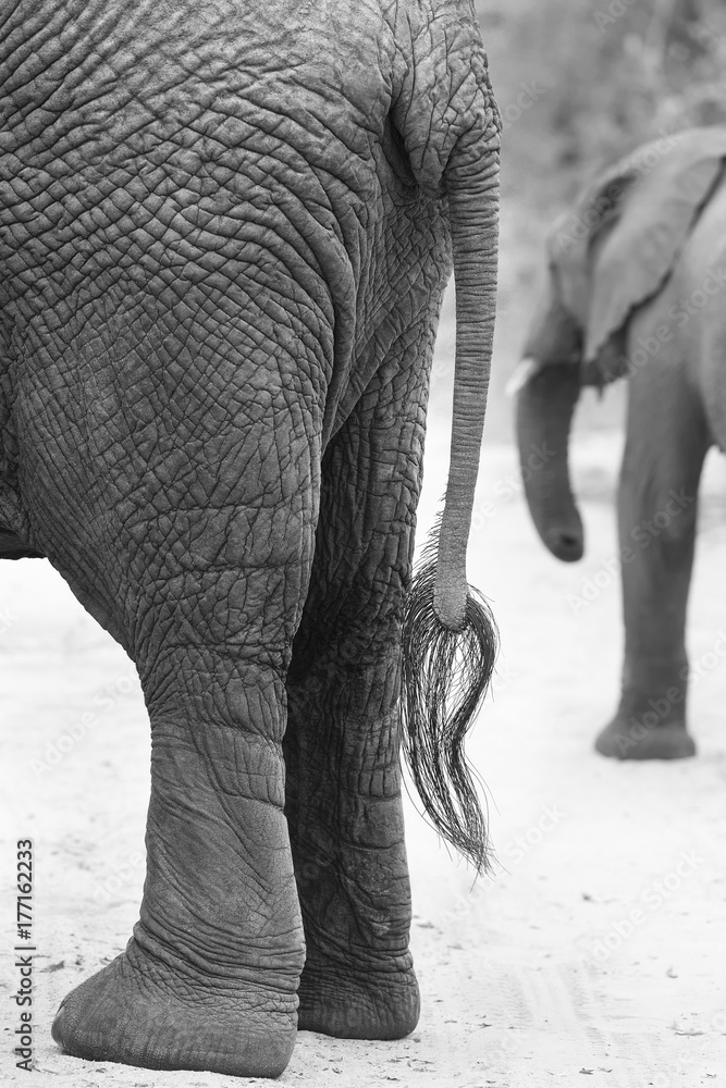 Side on view of an African Elephant rear and tail artistic conversion