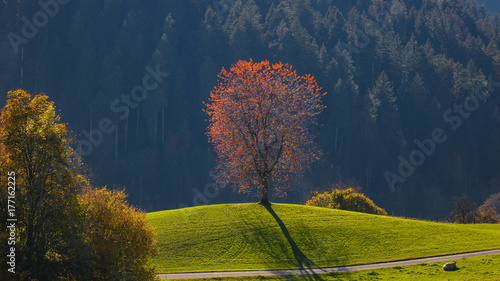 roter Herbstbaum photo