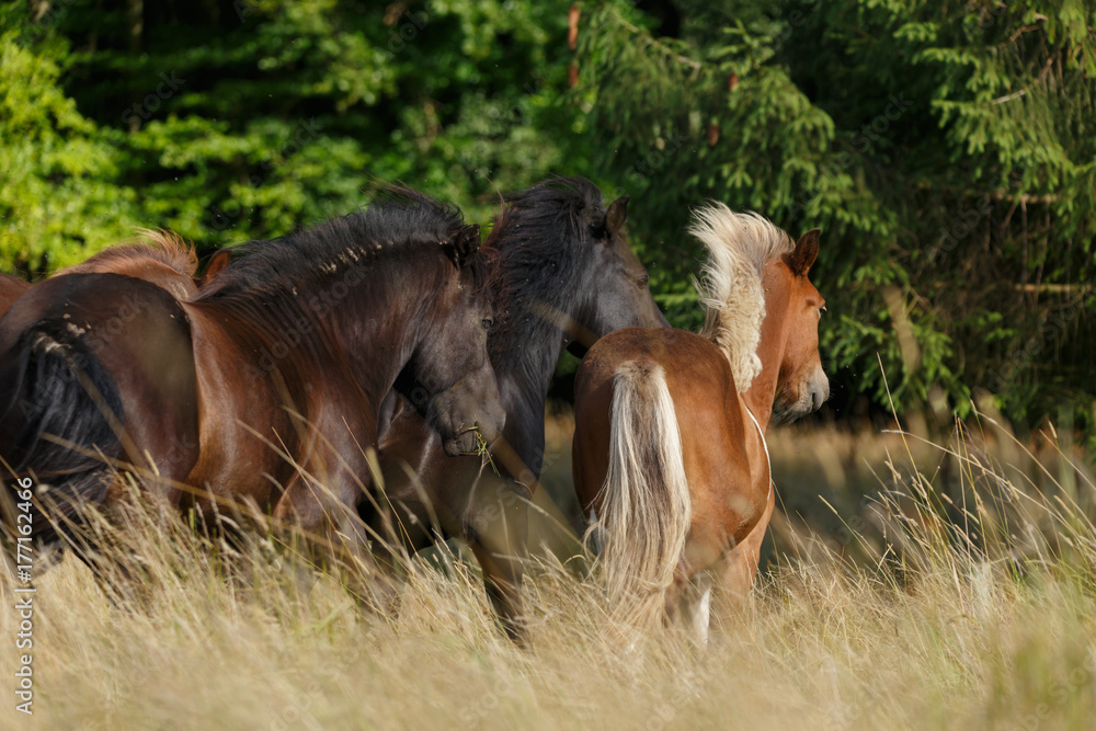 Fototapeta premium Islandpferde