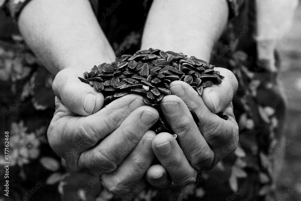 Black and white photos of grandmother's hands with sunflower seeds