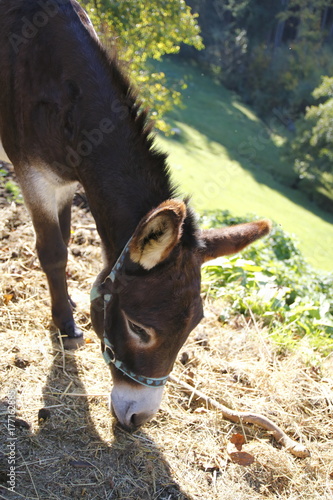 Esel auf der Koppel, Weide, mit Halfter photo