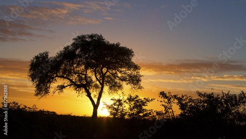 African sunset with a tree silhouette and large orange sun © Alta Oosthuizen