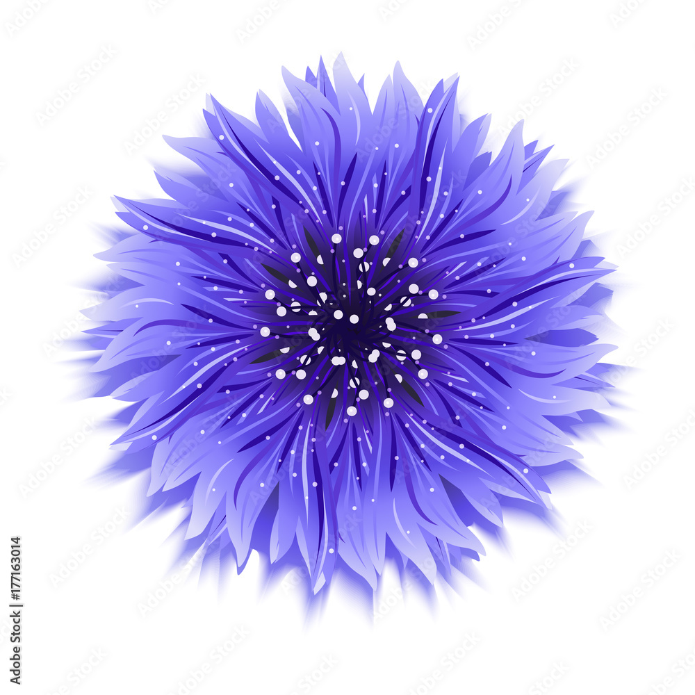 Blue cornflower on white background. Vector illustration Blue cornflower on white background. Vector illustration