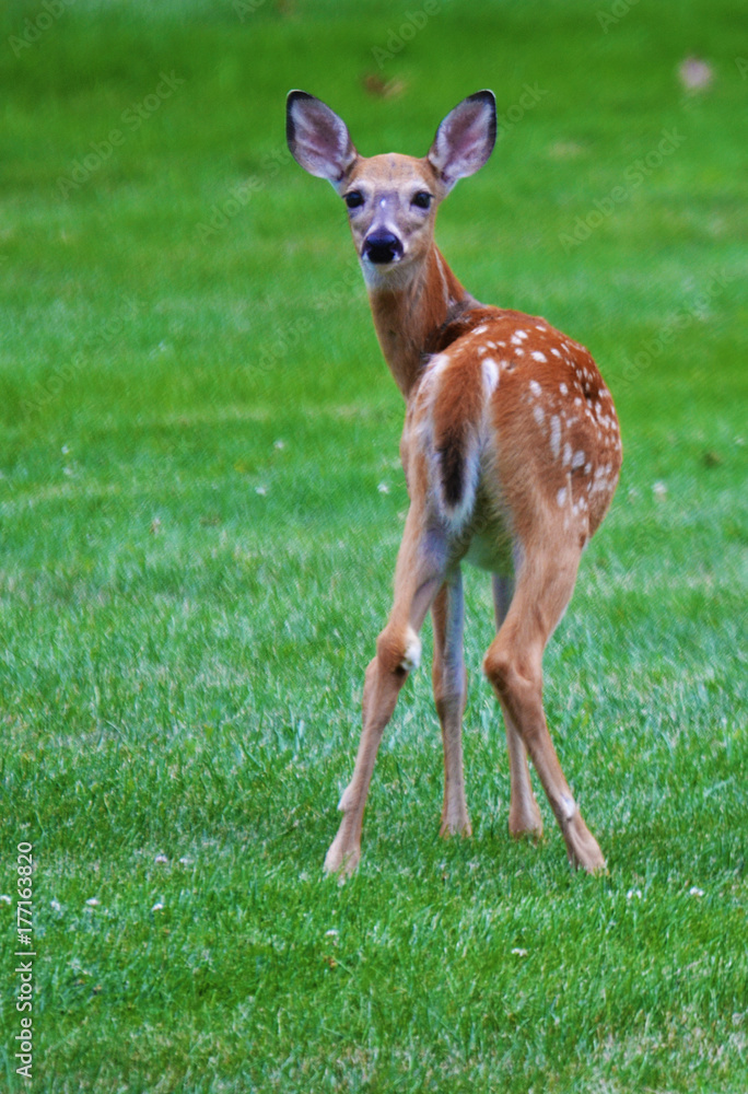 Fototapeta premium Baby deer glancing behind