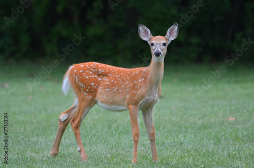 Baby deer on alert © Chris