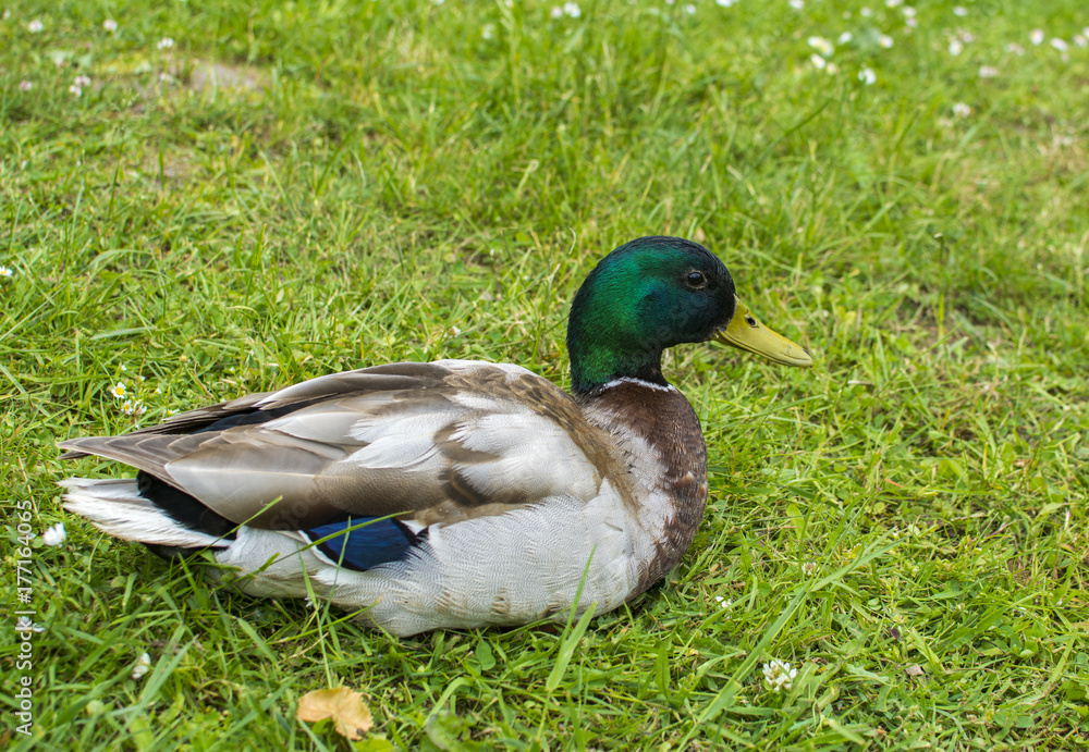 Duck at the lawn Duck at the lawn