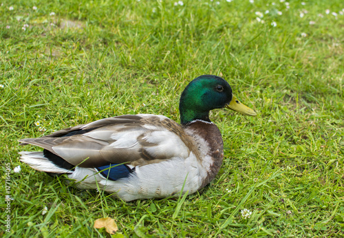 Duck at the lawn