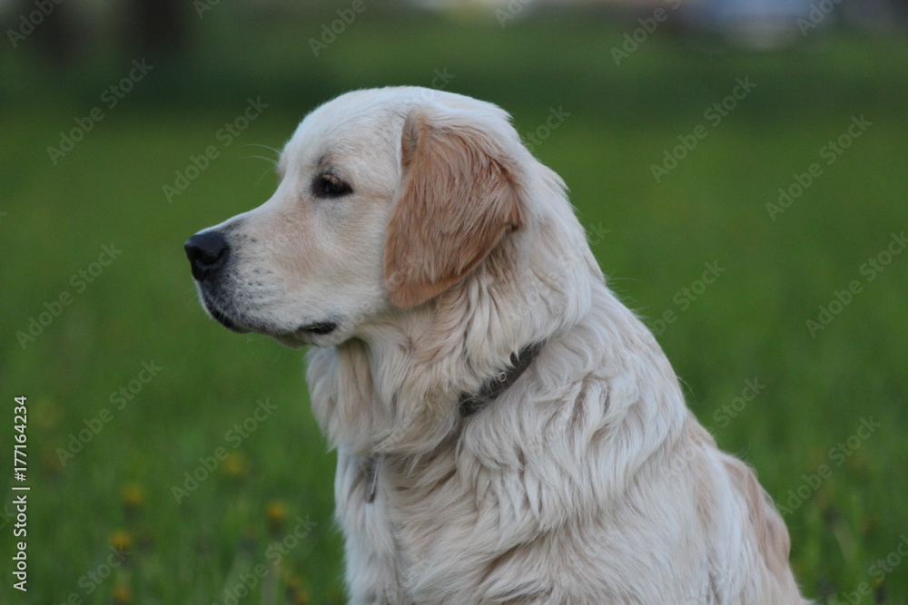 Golden Retriever dog outdoor. Walk in the park.
Golden Retriever dog outdoor. Walk in the park.