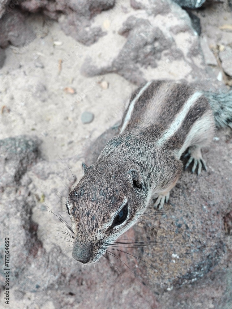 Fototapeta premium Streifenhörnchen auf Fuerteventura