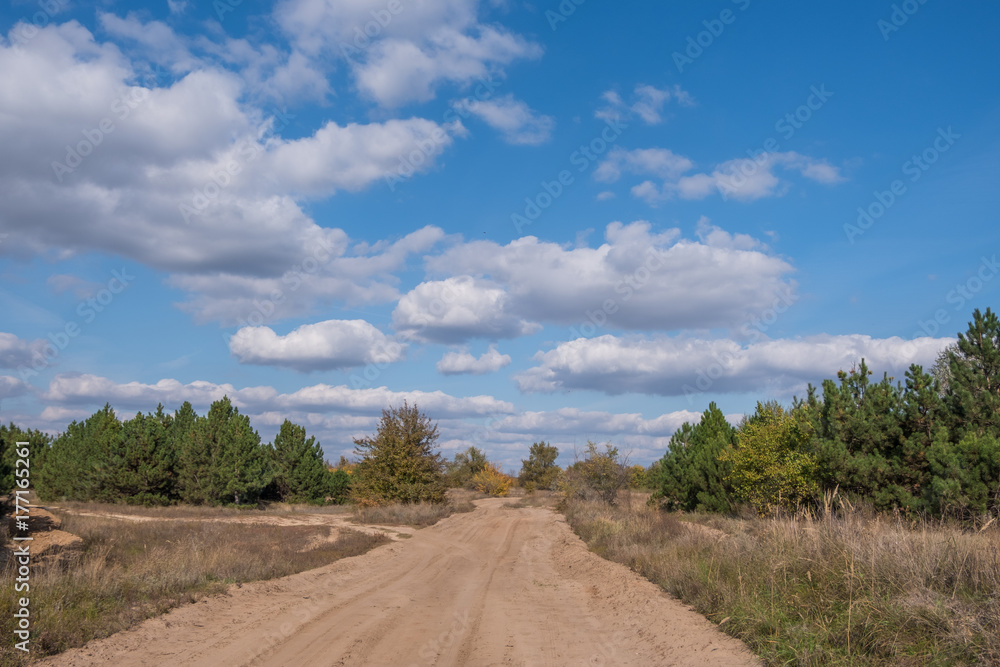 Naklejka premium дорога в сосновой роще