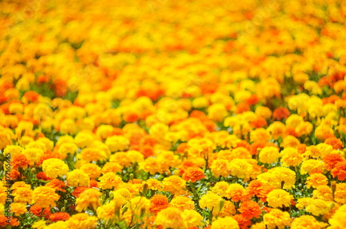 Background of summer flowers, meadow of vivid marigold flowers, selective focus, shallow depth of field © mashimara