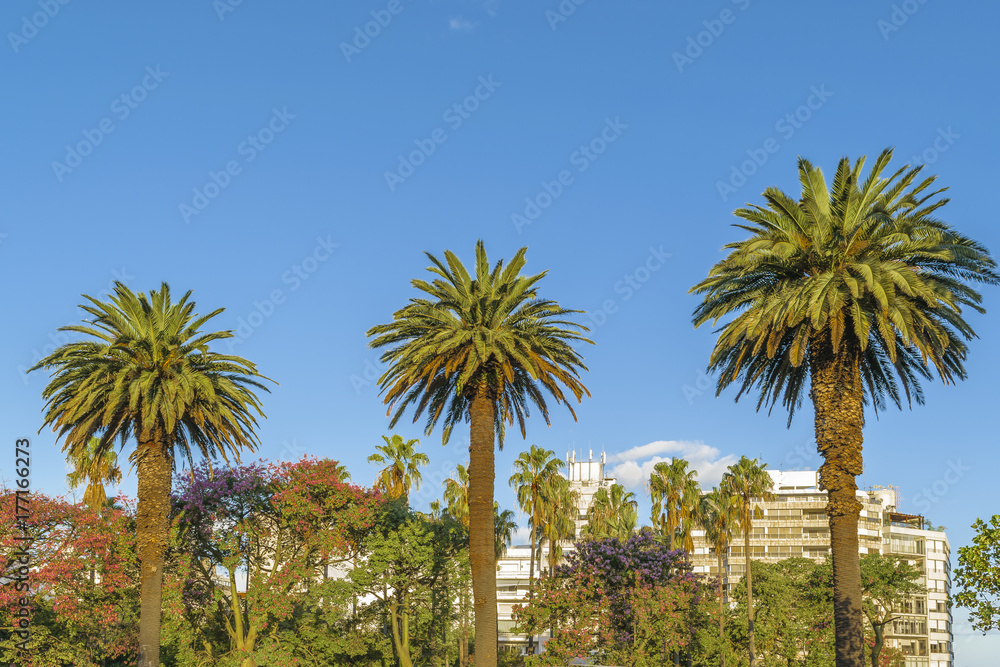 Palm Trees and Blue Sky