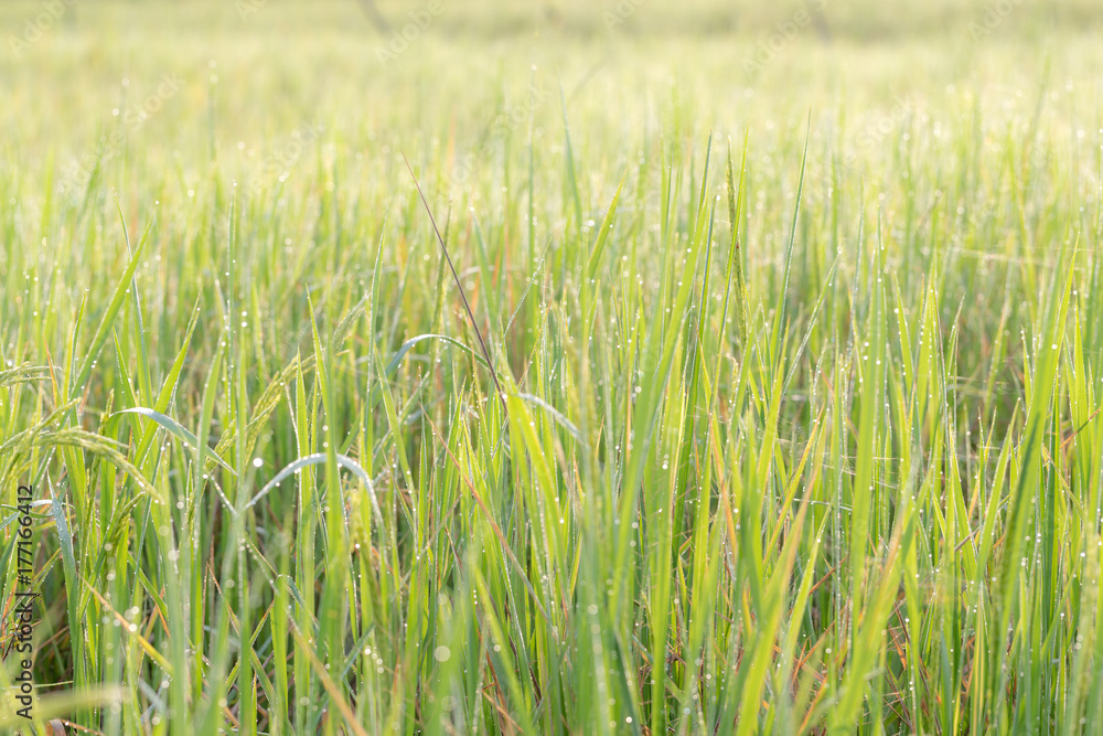 Obraz premium Rice filed and seed