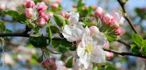 Flowers of an apple tree. Shallow depth of field. Focus on the front flower.