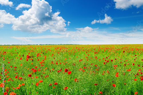 wild poppies and blue sky