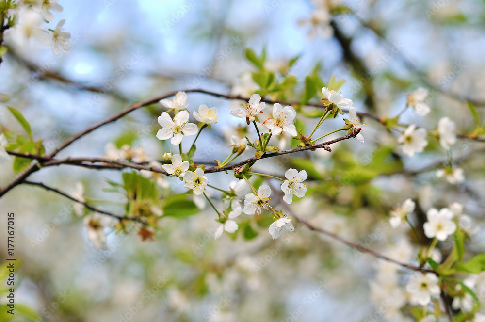 Blossom tree over nature background Blossom tree over nature background