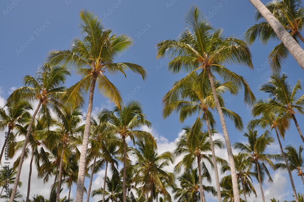 Palm trees and blue sky, view from below. Dominican Republic Palm trees and blue sky, view from below. Dominican Republic