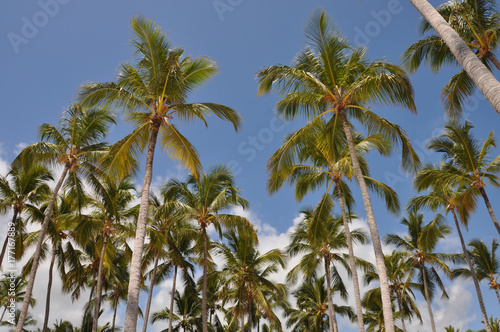 Palm trees and blue sky, view from below. Dominican Republic