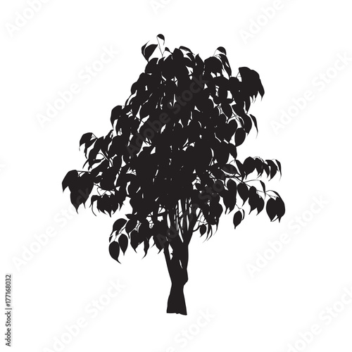 Silhouette of a ficus Benjamin (Ficus benjamina (Latin))