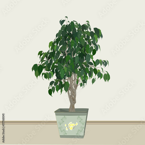 Benjamin's ficus (Ficus benjamina (Latin)) in a cachepot, the color image