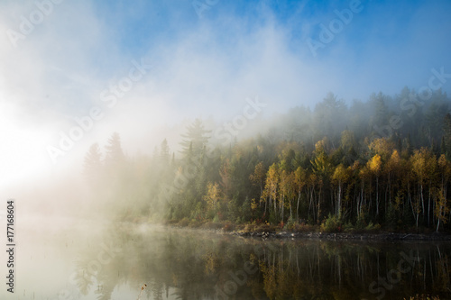 Trees in Temagami, Ontario