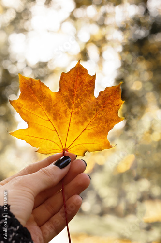 Female hand holds an autumn maple leaf. Autumn mood