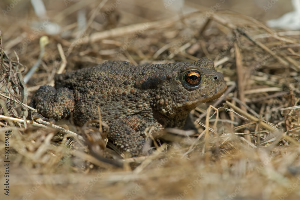 Fototapeta premium Common Toad (Bufo bufo)/Juvenile Toad in long dry yellow grass stalks