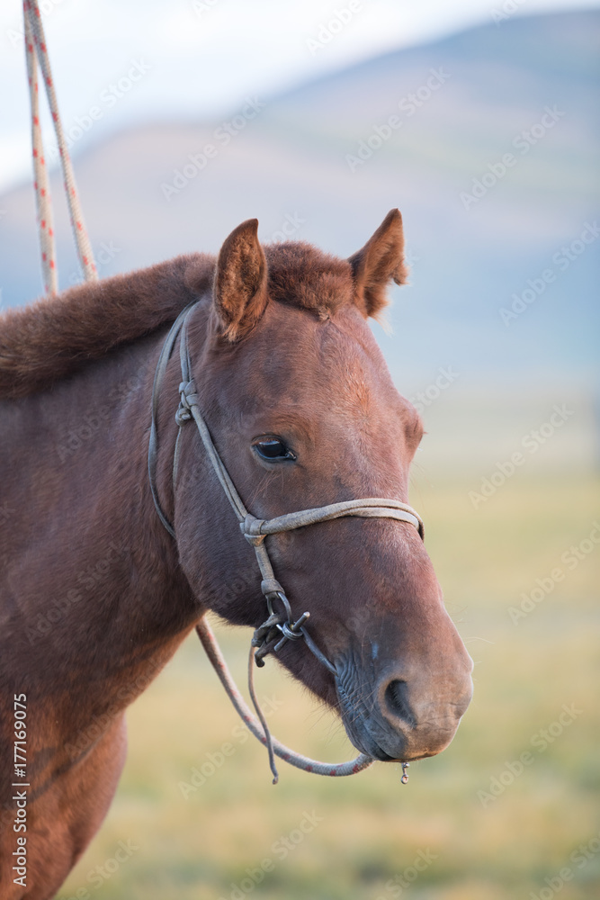 Portrait of a single Mongolian horse tied to a traditional rope holder in late afternoon light. Khuvsgol, northern Mongolia. Portrait of a single Mongolian horse tied to a traditional rope holder in late afternoon light. Khuvsgol, northern Mongolia.