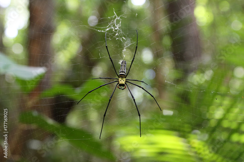 big spider on the web thailand