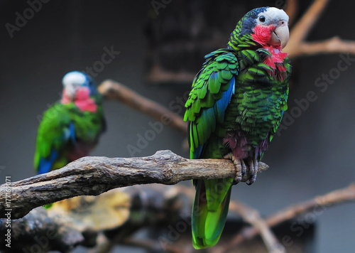 Cuadro en lienzo Cuban Amazon