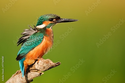 Kingfisher sitting on a stick on a beautiful background. © Tatiana