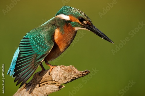 Kingfisher sitting on a stick on a beautiful background. © Tatiana