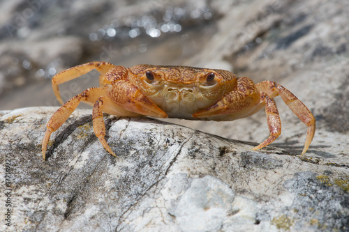 Freshwater Crab  Potamon potamios  Potamon Potamios Freshwater Crab in stony riverbed