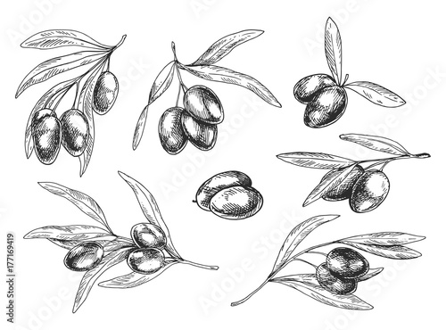 Isolated sketches of olive oil tree branches