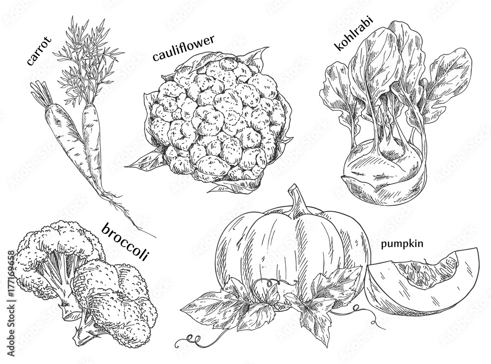 Organic food sketches. Hand drawn vegetables. - obrazy, fototapety, plakaty 