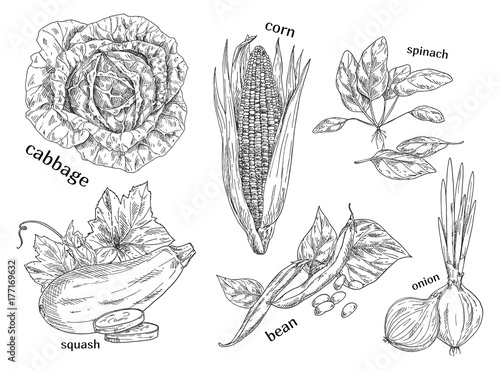 Sketches of vegetarian vegetables. Food theme