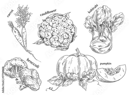 Organic food sketches. Hand drawn vegetables.