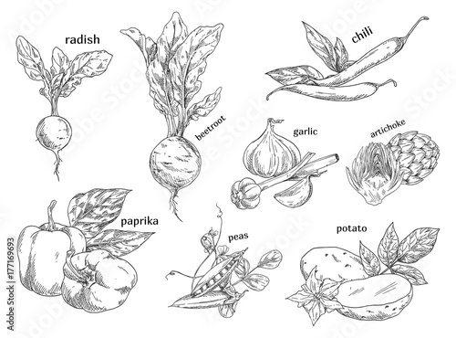 Sketches of organic vegetables. Farm, vegetarian