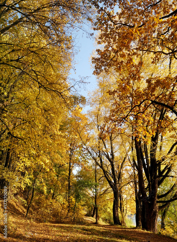 Gold leaves on the trees (autumn landscape).