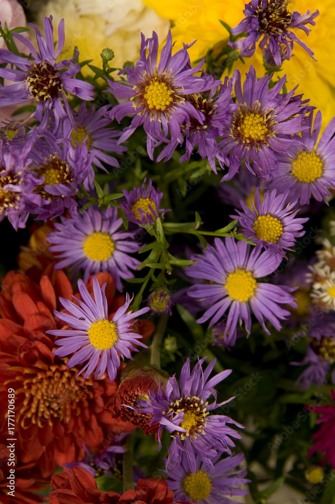Herbstblumen02 Herbstblumen02